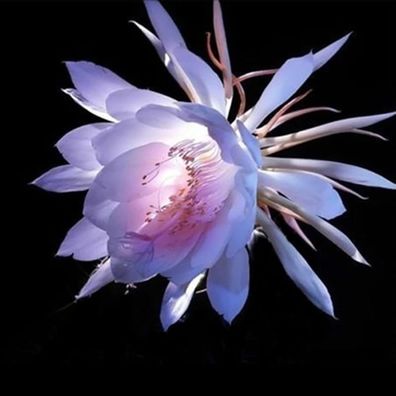 100 Stück/ Beutel Epiphyllum-Samen, Schöne, Mehrjährige, Tragbare, Produktive, Ge