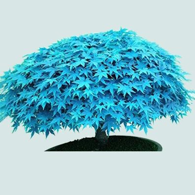 30Pcs Premium Blumensamen, Ahornbaumsamen Seltene Pflanzen Dekorative Blaue Deko