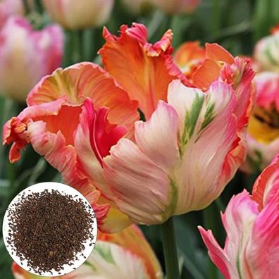 Garten Blumensamen, Wildblumenwiese Pflanzensamen, 100Pcs / Bag Aprikose Papagei