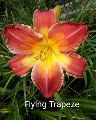 Hemerocallis ´Flying Trapeze´ Taglilie