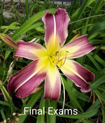 Hemerocallis ´Final Exams´ Taglilie