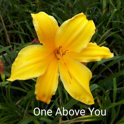 Hemerocallis ´One Above You´ Taglilie