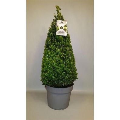 Buchsbaum Pyramide - Kegel 90 cm Buxus sempervirens - Heckenpflanze