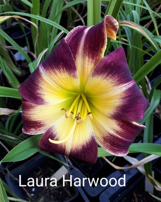 Hemerocallis ´Laura Harwood´ Taglilie