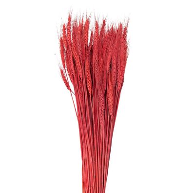 Clayre & Eef Trockenblumen 80 cm Rot Trockenblumen (Gr. 80 cm(200 gr))