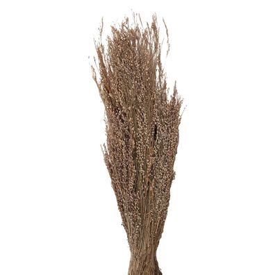 Clayre & Eef Trockenblumen 55 cm Beige Trockenblumen (Gr. 55 cm (100 gr))