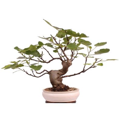 Bonsai - Ficus carica, echte Feige, Feigenbaum 209/80