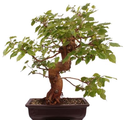 Bonsai - Morus alba, Weiße Maulbeere 209/146