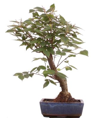 Bonsai - Zelkova serrata, Japanische Ulme 216/208