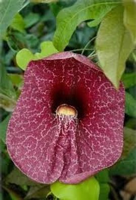 Pfeifenblume (Aristolochia) 110 - 120 cm, Pyramide Rankenpflanze