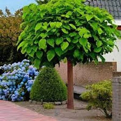 Catalpa bignonioides 160 - 170 cm, gewöhnlicher Trompetenbaum