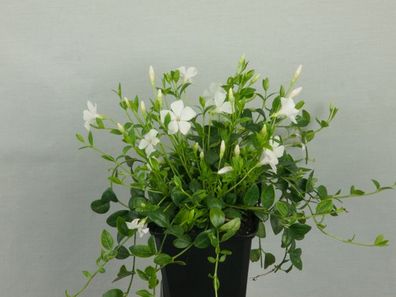 Vinca minor 50 weiße Immergrün Bodendecker T9x9 Triebe 5/7 Pflanzware