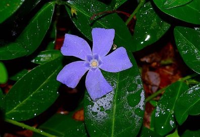 Vinca minor 50 St. Marie blau Immergrün Triebe 5/7 Bodendecker winterhart