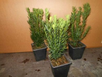 Taxus 25 Stück media Hicksii 15-35 cm H veränderli weibl. Becher-Eibe Pflanzware