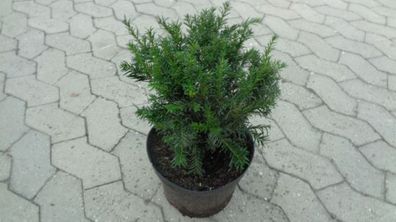 Taxus media 50 St. Groenland Bechereibe 15-35cm G veränderl Heckenpfl Pflanzware