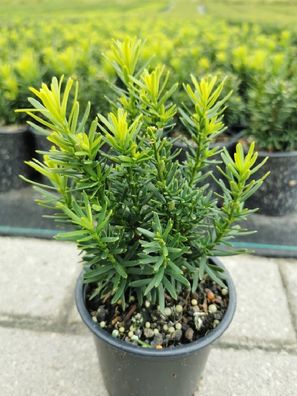 6 Taxus cuspidata nana 10-20cm japanische immergrüne Zwerg-Eibe winterhart Heck