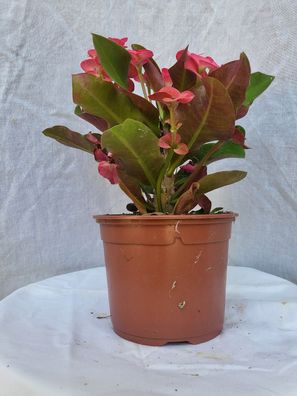 Christusdorn, Euphorbia millii, Sorte: Vulcanus, rot im 13 cm Topf / 2 Pflanzen