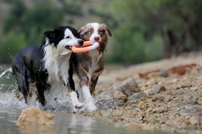 Hundering Wurfring Hundespielzeug schwimmend aus Naturgummi/ Vollgummi