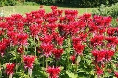 Indianernessel (Monarda fistulosa)