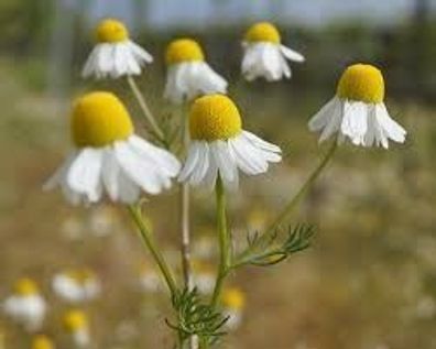 Echte Kamille (Chamomilla recutita / Matricaria chamomilla)