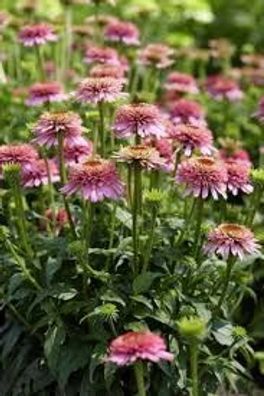 Sonnenhut (Echinacea) Butterfly Kisses