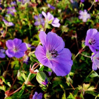 Storchschnabel (Geranium wallichianum) Rozanne