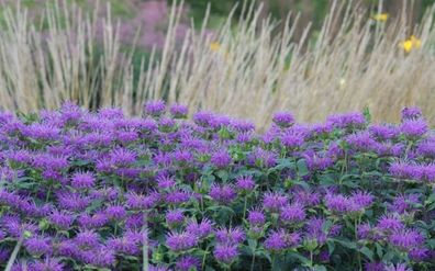 Indianernessel (Monarda x cultorum) BEE Pretty