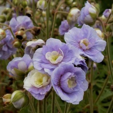 Gefüllter Wiesen-Storchschnabel (Geranium pratense ) Summer Skies