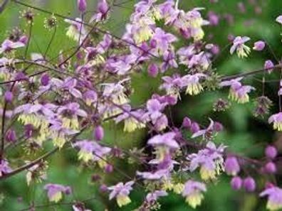 Chinesische Wiesenraute - Thalictrum delavayi