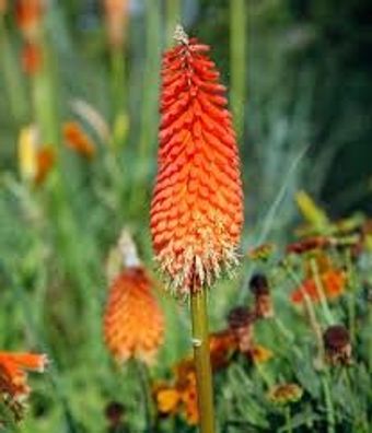 Fackellilie (Kniphofia) Pyromania Orange Blaze