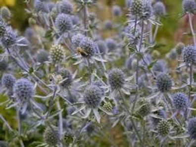 Edeldistel-Mannstreu (Eryngium x zabelii) Big Blue