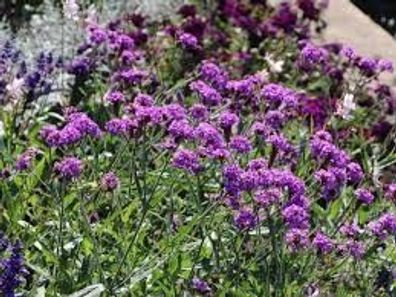 Patagonisches Eisenkraut (Verbena bonariensis) Cloud