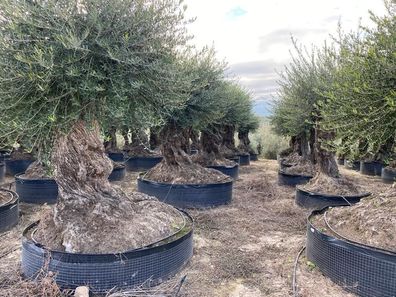 Olea Europea Olivenbaum bonsai ca 650 Jahre alt