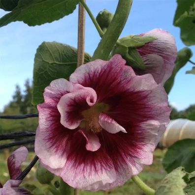 Stockrose (Alcea rosea) Crème de Cassis