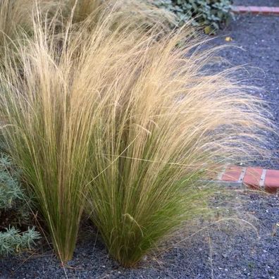 Zartes Federgras (Stipa tenuissima) Pony Tails