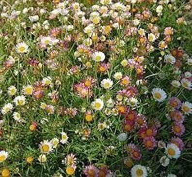 Spanisches Gänseblümchen (Erigeron karvinskianus)