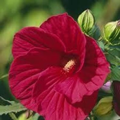 Riesen-Hibiskus (Hibiscus moscheutos) Summerific