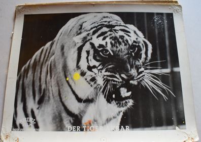 Der Tiger Akbar Harry Piel - Piel Film Verleih Original Kinoaushangfoto A4 30x24cm 4