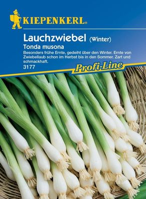 Winterlauchzwiebel Tonda musona, gedeiht über den Winter, frühe Ernte, für