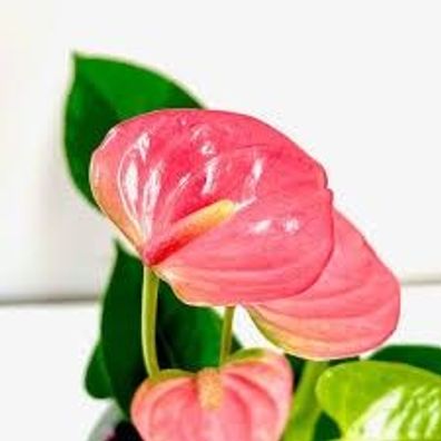 Anthurium Pink Champion 12 cm Topf