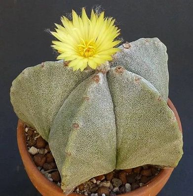 Astrophytum myriostigma Bischofsmütze