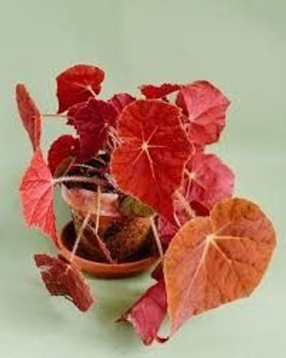 Begonia Autumn Ember. Begonia Autumn Ember