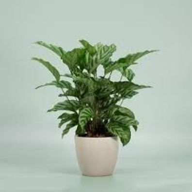 Calathea Freddie 12 cm Calathea Freddie topfpflanze