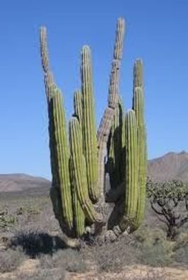 Cardón Cactus Pachycereus pringlei