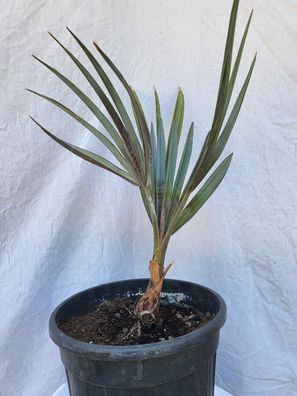 Bismarckia nobilis im 25 cm Topf