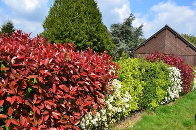 Rote Glanzmispel Red Robin 120-140 cm Photinia fraseri Red Robin Solitärpflanze