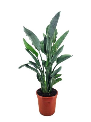 Strelitzia reginae 80-100 cm 5-6 Jahre alte Pflanze Paradiesvogelblume