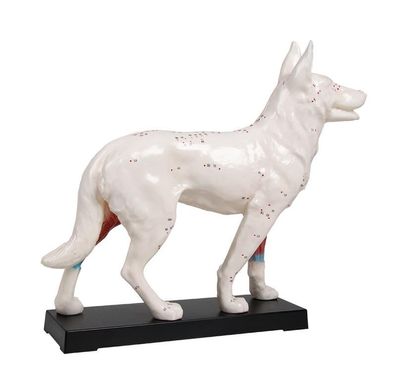 Akupunktur Modell Hund, 30 cm