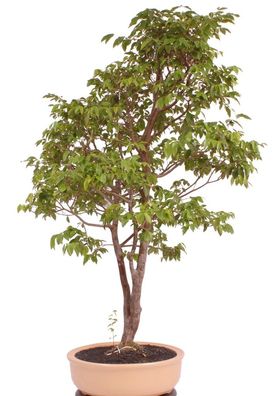 Bonsai - Syzygium paniculatum, Kirschmyrte 222/69