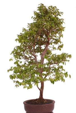 Bonsai - Syzygium paniculatum, Kirschmyrte 222/70